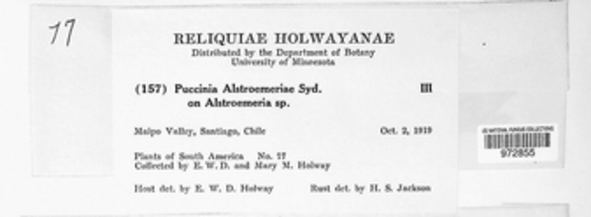 Puccinia alstroemeriae image